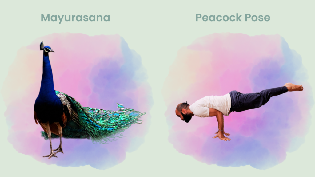 How to do Peacock Pose