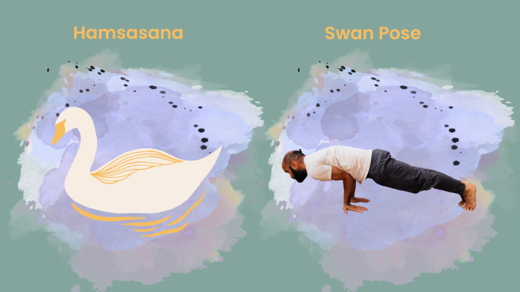 How to do Swan Pose