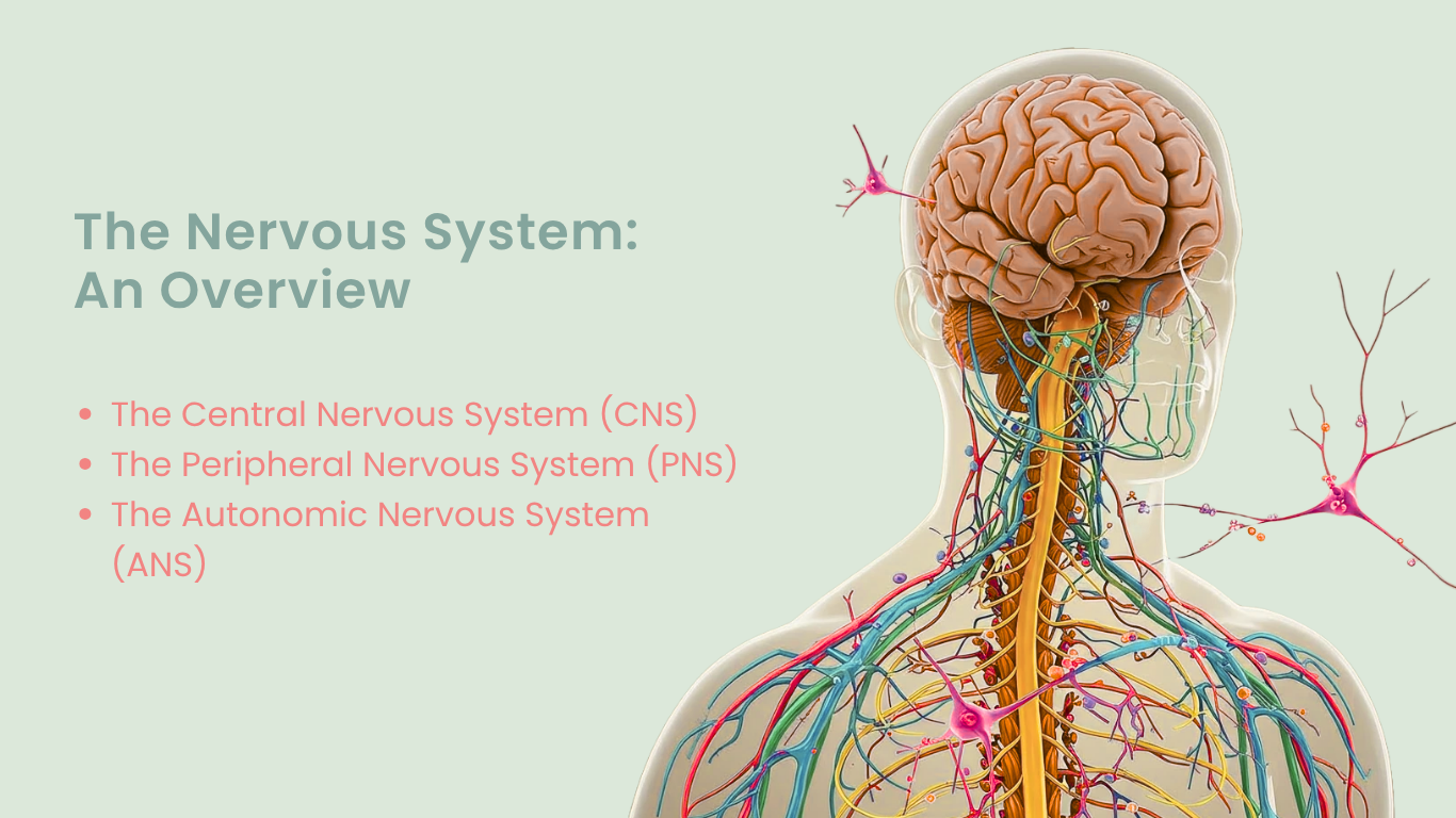 Nervous System