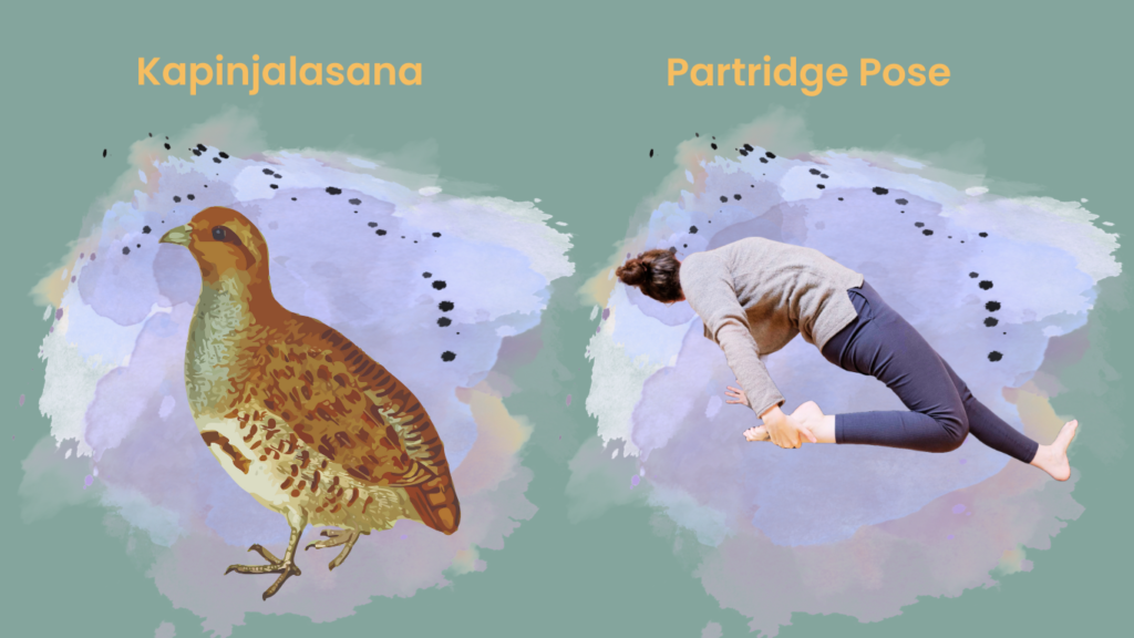 How to do Kapinjalasana