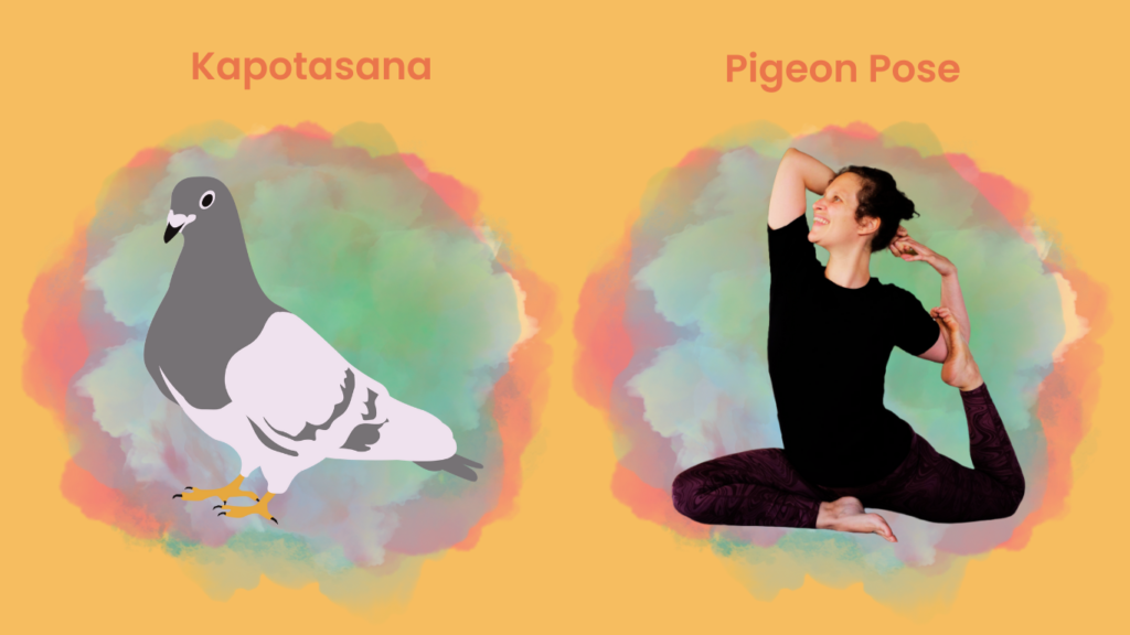 How to do Kapotasana?