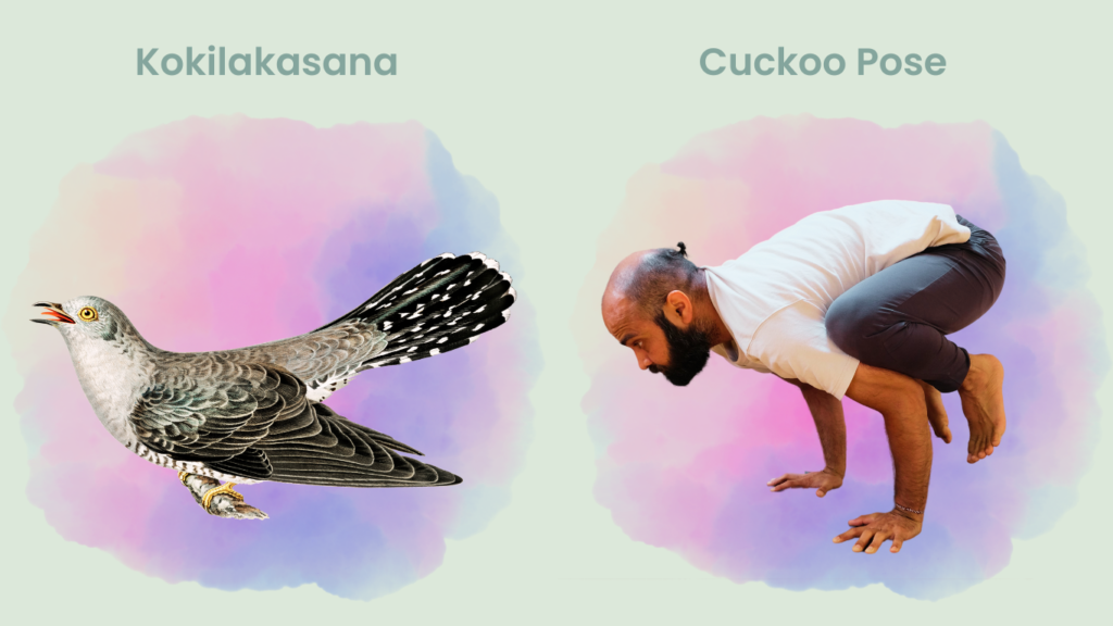 How to do Kokilakasana