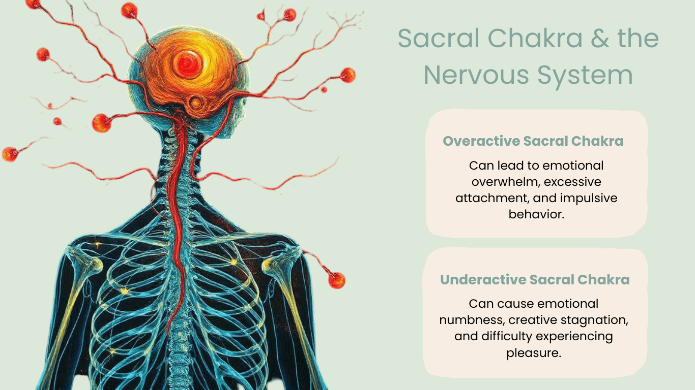 Diagram showing the connection between the Sacral Chakra, the lumbar plexus, and the parasympathetic nervous system for relaxation.