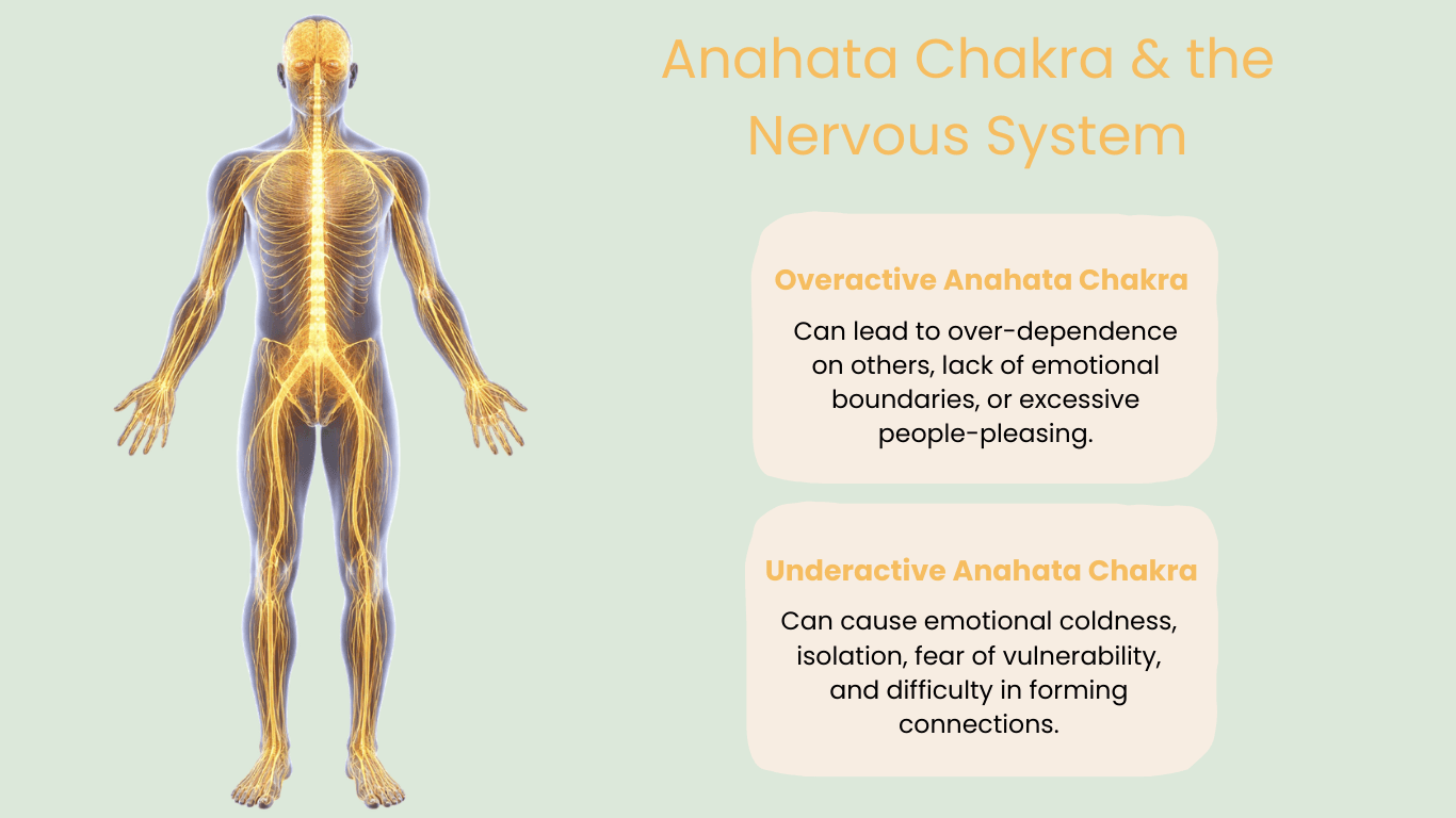 The Heart Chakra & the Nervous System